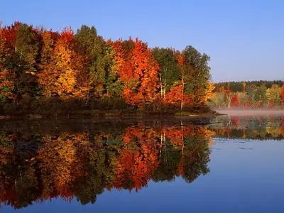 High resolution images of Forest  V3