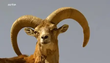 (Arte) L'Iran du sud au nord (2012)