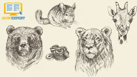 How To Draw Animals