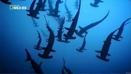 National Geographic Wild - Animal Superpowers - Extreme Hunters (2012)