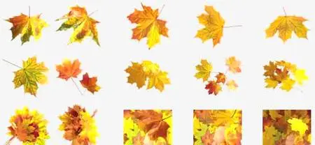 Izosoft mc010 - Foliage of Maple