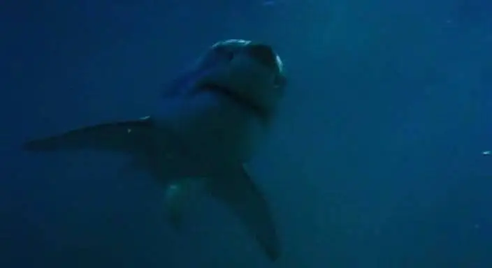 BBC: Безжалостные убийцы