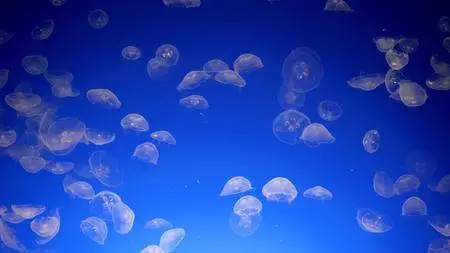 Jellies (2013)