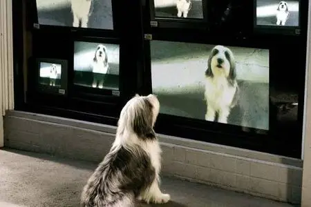 [RS-P] The Shaggy Dog (Raymond) [DVD-R]