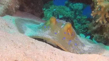 Adventure Coral Reef Under The Sea Of Egypt (2012)