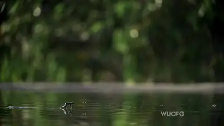 PBS - NATURE: Fabulous Frogs (2014)