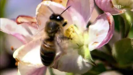 La sopravvivenza dell'ape del miele (2013)