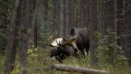 CBC The Nature of Things - The Wild Canadian Year: Fall (2017)