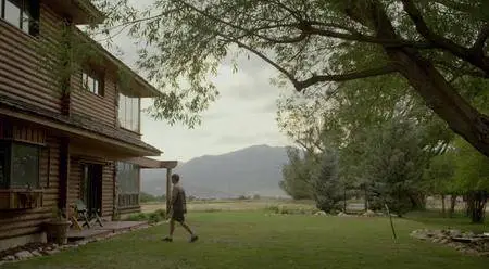 The Stray (2017)