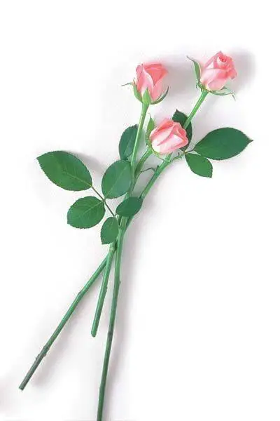 ImageDJ DI 013 Roses