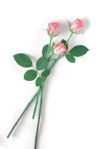 ImageDJ DI 013 Roses