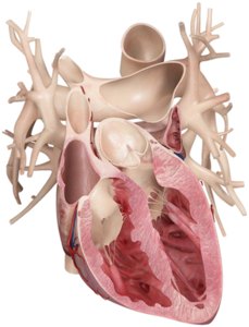 Heart Pro III v3.0 Mac OS X