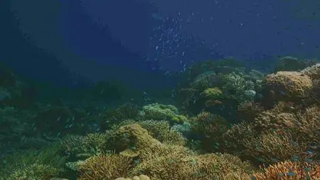 The Last Reef (2012)