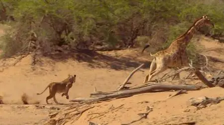 BBC - Planet Earth II: 4of6 Deserts (2016)