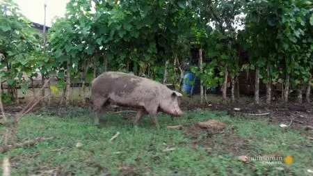 Smithsonian Channel - Panama's Animal Highway (2017)