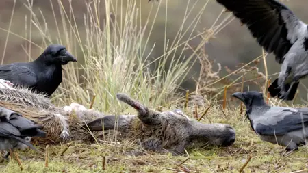 Wild Britain S01E06