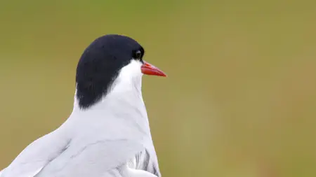 Wild Britain S01E06