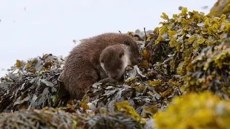 Wild Britain S01E06