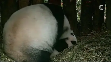 (Fr5) La vallée des pandas (2015)
