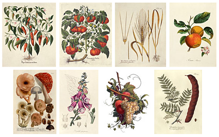 Antique Botanical Illustrations: 1640-1900