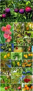 Fruit trees set - 25 HQ Jpg