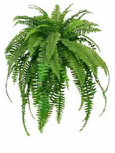 Best Boston Fern