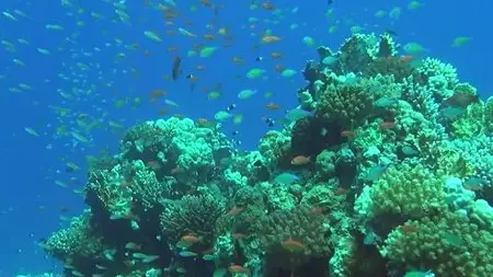Adventure Coral Reef Under The Sea Of Egypt (2012)