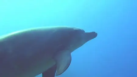 Ocean Giants (2013)