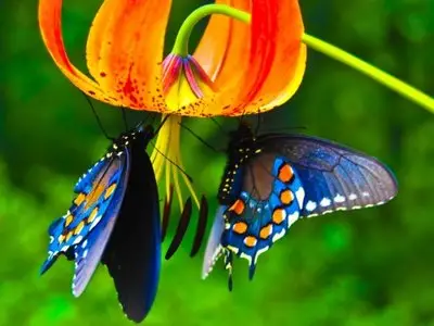 Wallpapers Nature