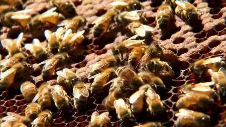 La sopravvivenza dell'ape del miele (2013)