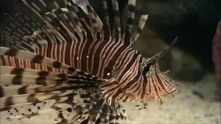 HDScape Exotic Saltwater Aquarium (2007)
