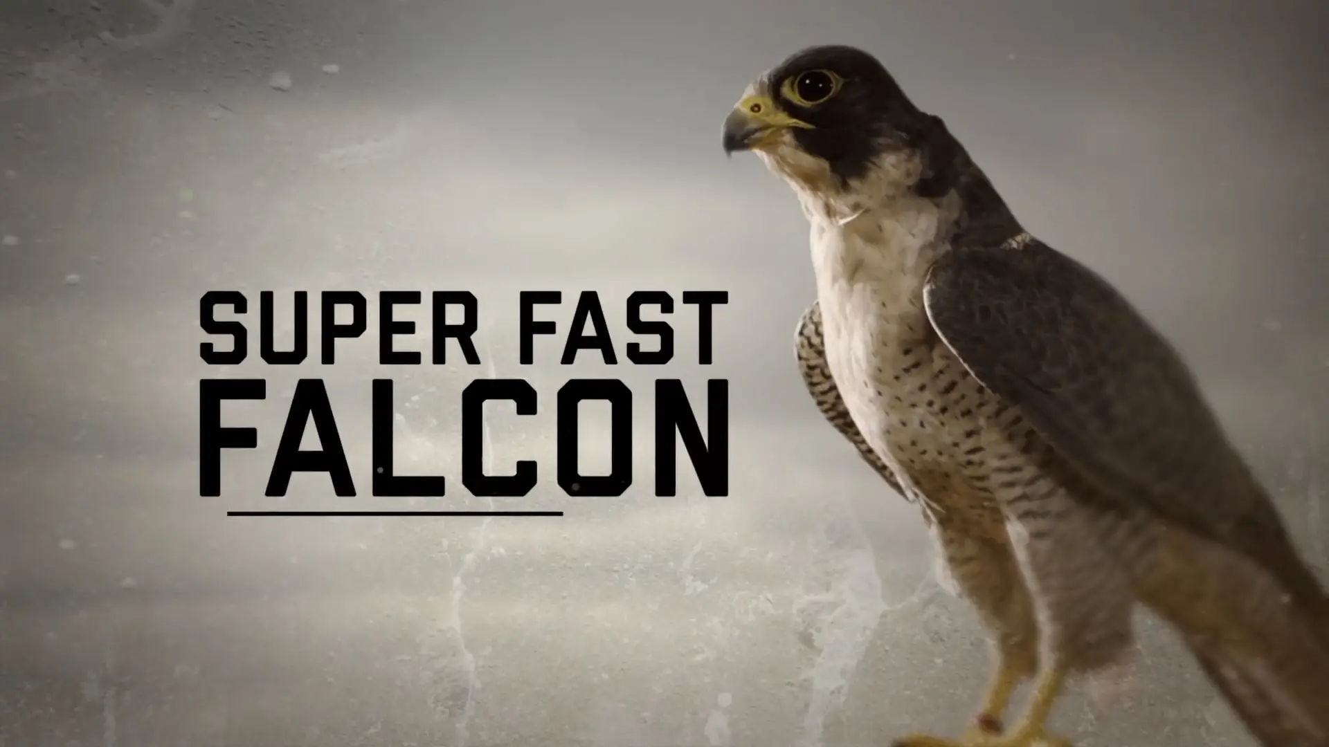 Бибиси живая природа. Falcon fast. Falcon bbc. Bbc natural World.