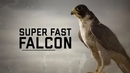 BBC - Natural World: Super Fast Falcon (2018)