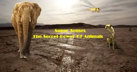 BBC - Super Senses: The Secret Power Of Animals (2014)