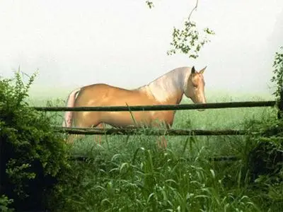  Horse in the Mist Screensaver