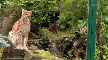 ORF - Universum: The Lynx Liaison (2010)