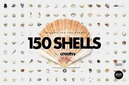 CreativeMarket - 150 Shells Bundle (Isolated Objects)