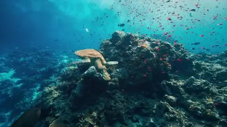 A World of Calm S01E01