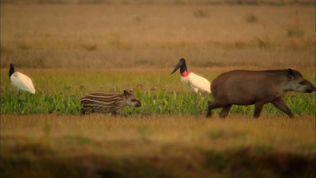 Wild Brazil (2014)