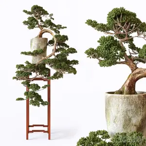 3dsky - Bonsai 921853 - 3D Model