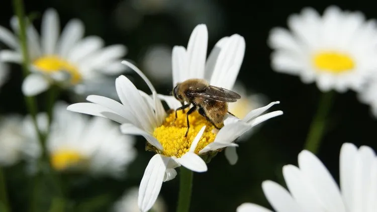 Nature Garden Masterclass