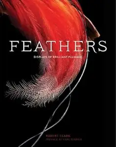Feathers: Displays of Brilliant Plumage