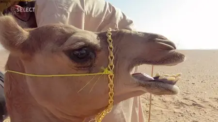 Channel 5 - Arabia with Levison Wood (2019)