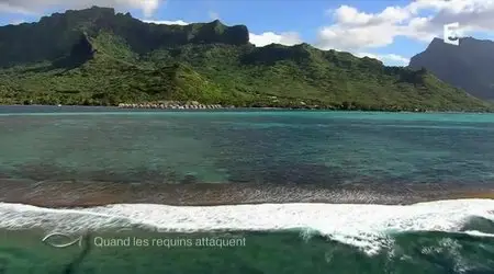 (Fr3) Thalassa : Bretagne, cap à l'Ouest ! + Grand format - Quand les requins attaquent (2013)