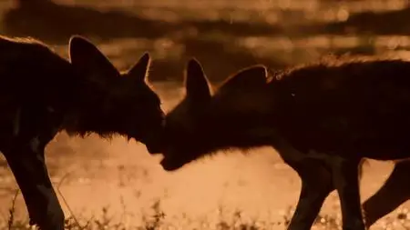 BBC - Dynasties Series 1: Painted Wolf (2018)