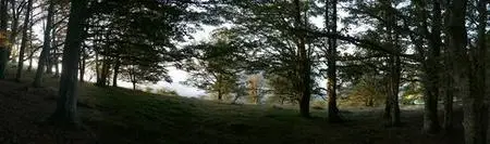Bosque en el monte Panorama Wiew