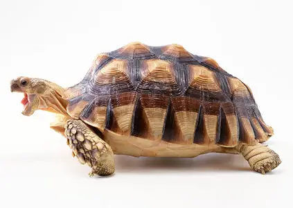 Turtles - HQ Photos