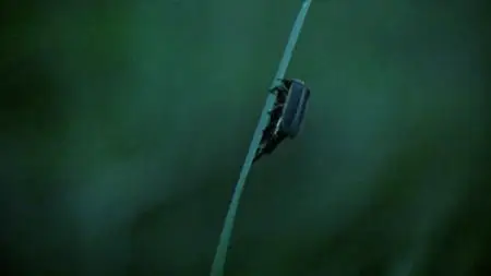 Attenborough's Life That Glows (2016)