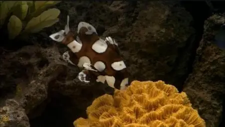HDScape Exotic Saltwater Aquarium (2007)