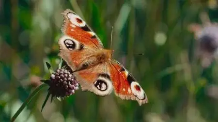 BBC - The Wild Gardener (2021)